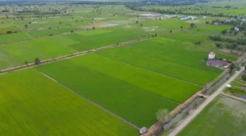 Kementerian Pertanian  Memperkuat Hilirisasi Pertanian di Kawasan Food Estate Kalimantan Tengah