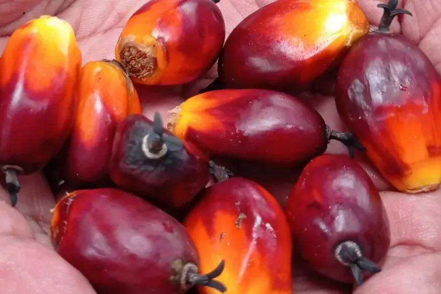 Penurunan Harga Kelapa Sawit Sebesar Rp70,96/Kg