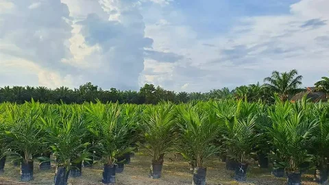 Penangkar Bibit Sawit KUD Sejahtera, Ikhtiar Mengedukasi Petani Sawit