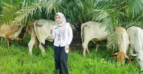 Gebrakan Kalsel Kawinkan Sapi-Sawit