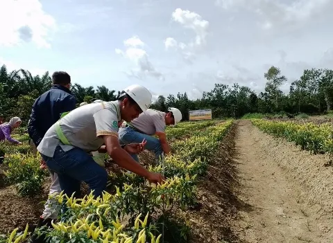Kelompok Tani Binaan Bumitama Group Lakukan Panen Perdana