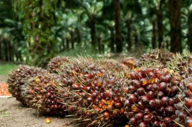 Saham Emiten Perkebunan Sawit  Menguat, PT Eagle High Plantations Tbk Memimpin Dengan Kenaikan Tertinggi