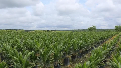 Bibit Sawit Asal Tanzania Resmi Dilepas untuk Pengembangan Varietas Unggul