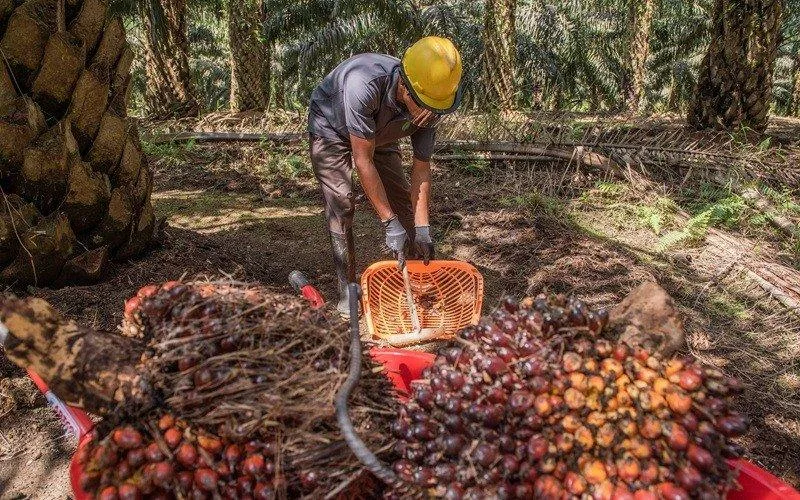 Implementasi B50 perlu penguatan hulu produksi sawit