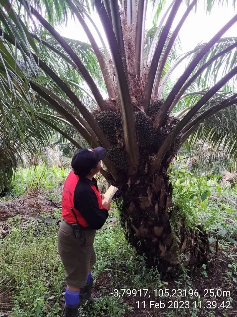  Karir Perempuan Terbuka Lebar di Industri Sawit