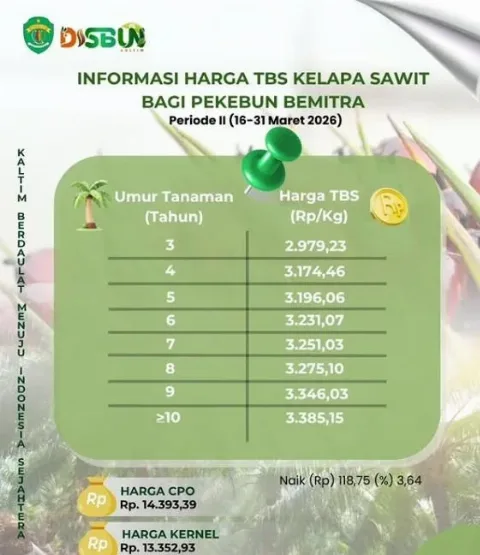 Kabar Gembira! Harga TBS Sawit Kaltim Tetap Naik Menjadi Rp3.385/Kg