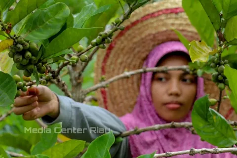 Nilai Tukar Petani (NTP) di Provinsi Riau Maret 2023 naik Sebesar 4,35 Persen