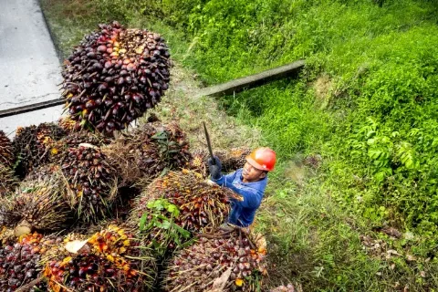 Harga Sawit di Sumut Merosot Lagi, Kini Rp3.327/kg Periode 4-19 Juni 2025
