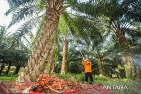 PTPN IV PalmCo Merealisasikan Rekomtek Seluas 2.287 Hektare Dalam Program PSR