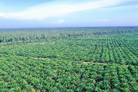 Memaksimalkan Nilai Tambah Hilirisasi Kelapa Sawit