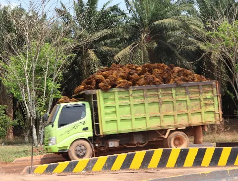 Sumut Lesu, Penetapan Harga TBS Sawit Turun Menjadi Rp3.906,61/kg