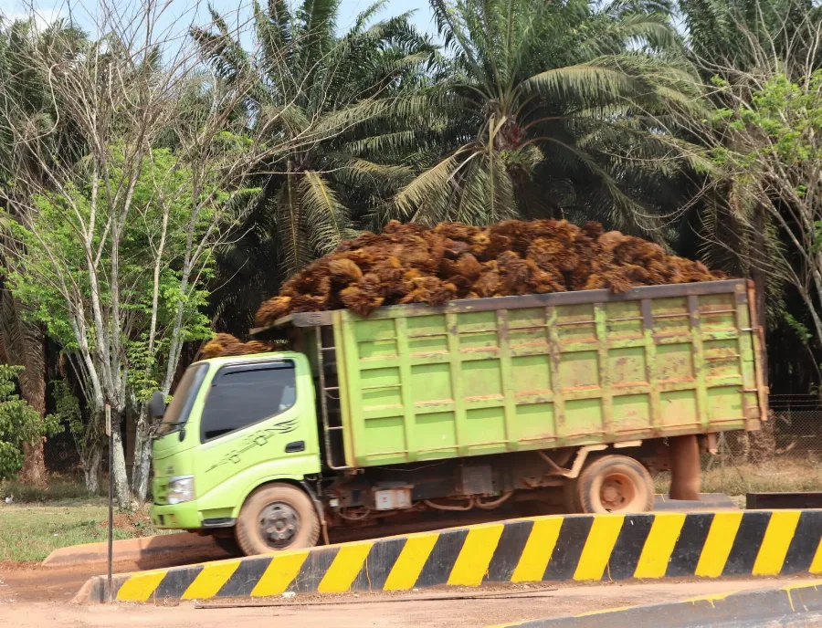 Kalteng Tempati Harga TBS Sawit Tertinggi di Pulau Kalimantan