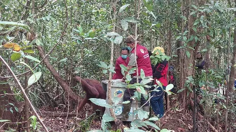 Balai Konservasi Sumber Daya Alam, Orangutan Siap Kembali ke Habitatnya