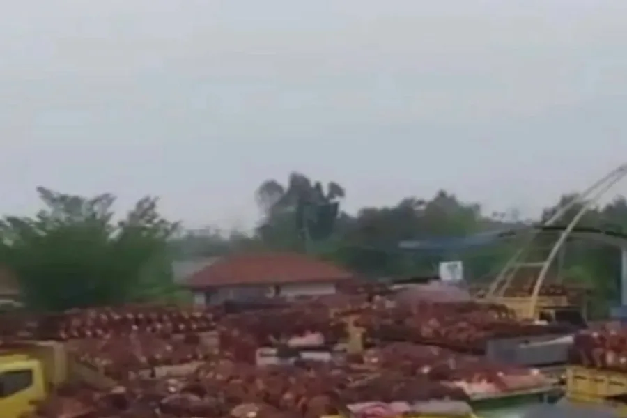 Saham Emiten Perkebunan Sawit dan Produsen CPO Kembali Melonjak
