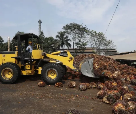 Produksi TBS ANJ Naik 8,7% Sepanjang Kuartal I 2023