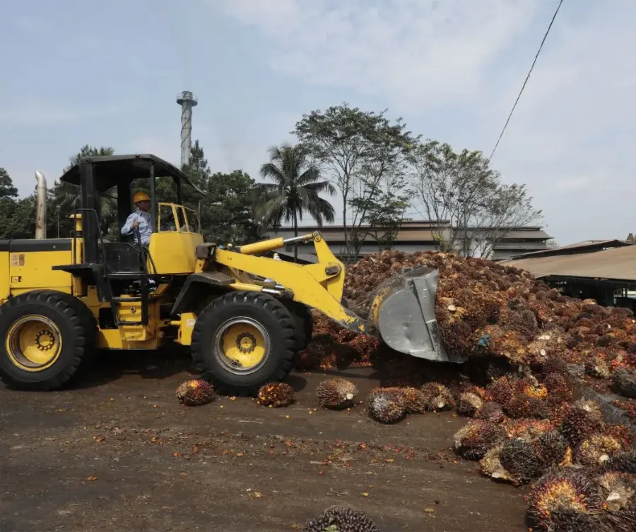 Produksi TBS ANJ Naik 8,7% Sepanjang Kuartal I 2023