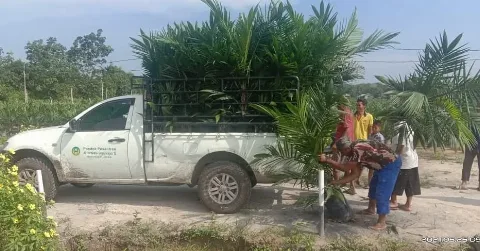 Riau Targetkan PSR Capai 10.550 Ha, Terbesar di Pelalawan