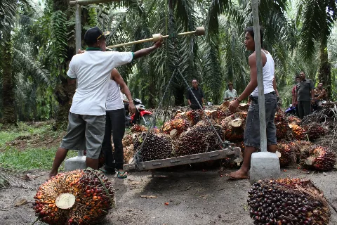 Partnership With Producing Countries To Safeguard Smallholders Supply For The EU Market