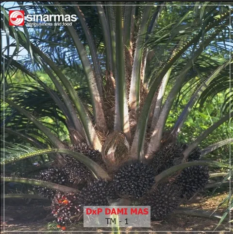 Benih Sawit Dami Mas: Produksi Tinggi dan Toleran Ganoderma