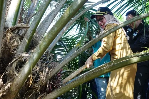 Bupati Luwu Utara Panen Perdana PSR Seluas 2.850 Ha