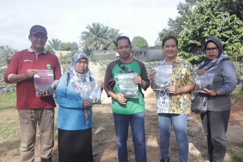 UPTD Melaksanakan Penanaman Kecambah Sawit