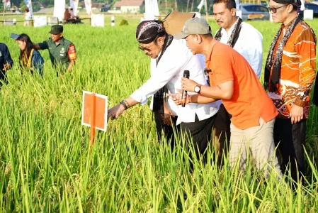Mentan SYL Memastikan Perkembangan Varietas-Varitas Tanaman Unggul Terus Dilakukan dari Waktu ke Waktu