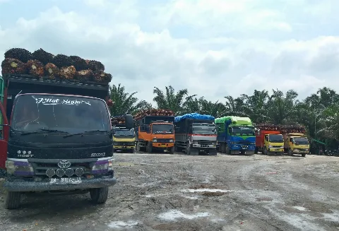 Perusahaan Sawit di 5 Provinsi Ini Banyak yang Belum Lapor Siperibun
