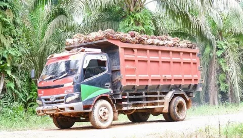 Petani Kalbar Tersenyum, Dinas Perkebunan Tetapkan Harga Naik Menjadi Rp3.446,65/Kg di Periode II Juni 2026