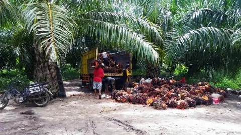 Nasib Kebun Sawit Rakyat Pasca Undang-Undang Nomor 6 Tahun 2023 Tentang Pengesahan Perppu 2 Tahun 2022 Tentang Cipta Kerja Sebagai Undang-Undang