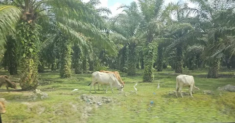 Riau Target Populasi 500.000 Ekor Sapi Sawit di Masa Depan