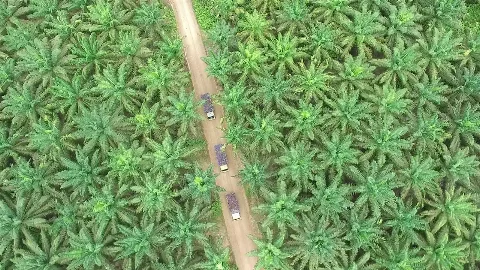 DSNG Menjalin Kemitraan Strategis dengan Satelligence untuk Minyak KelapaSawit Bebas Deforestasi