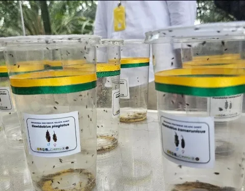 Lewati Uji Karantina, Badan Karantina Pastikan Serangga Penyerbuk Tanzania Bebas Patogen dan Tidak Invasif  