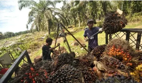 BPDPKS Mengoptimalkan Penyaluran Dana PSR