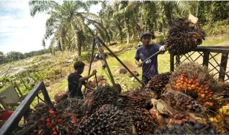 BPDPKS Mengoptimalkan Penyaluran Dana PSR