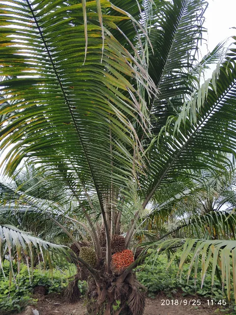Pemerintah Mendorong Industri Kelapa Sawit Berkelanjutan dan Berdaya Saing Global