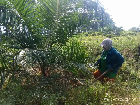 Alhamdulilah, Harga TBS Sumbar Naik Tipis Rp1,69/Kg di Periode I Juli 2023