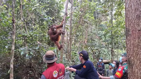 Pelepasliaran 6 Orangutan ke Habitatnya