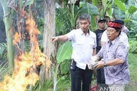Pemusnahan Benih Sawit Ilegal