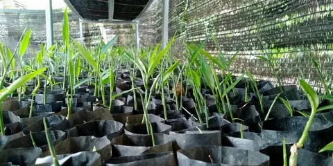 Jahe Merah Dijadikan Tanaman Tumpang Sari di Perkebunan Sawit