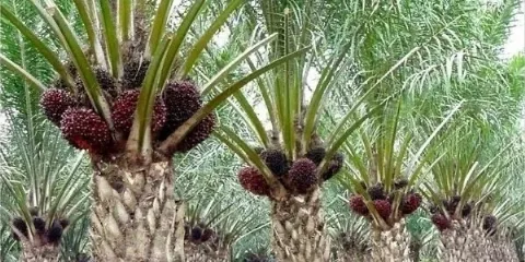 Harga TBS Kelapa Sawit Mitra Plasma Riau Naik 3,65%