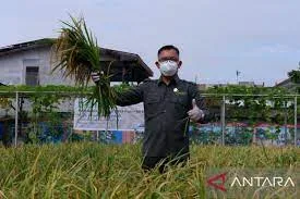 Tiga Strategi Dilakukan Petani Kalbar Saat El Nino