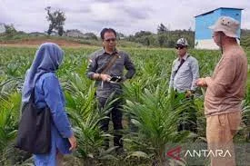 Jalur Kemitraan Mempercepat Realisasi Program Peremajaan Sawit Rakyat