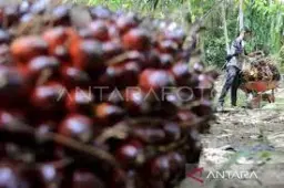 Soroti Hambatan Ekspor Fatty Alcohol, Wamenperin Ajak Kadin Garap Hilirisasi Gliserin hingga Surfaktan