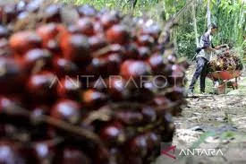 Harga TBS Kaltim Priode 1 - 15 Oktober 2023 ditetapkan Rp 2.156,75