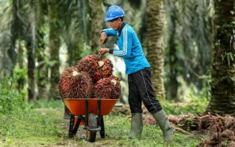 Astra Agro Lestari (AALI) Siap Sebar Dividen Final 2025 Rp335 per Saham