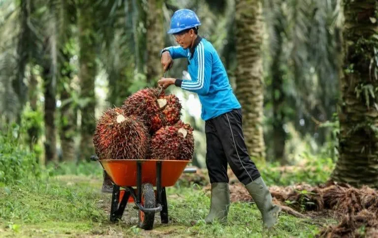 Astra Agro Lestari (AALI) Siap Sebar Dividen Final 2025 Rp335 per Saham