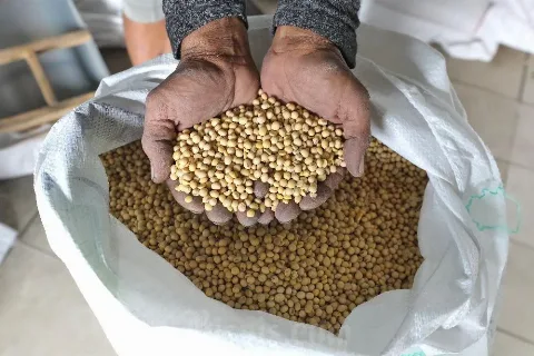 Pergeseran Pola Tanam Kedelai Amerika Serikat Berpotensi Menekan Harga CPO