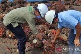 TBS di Kalbar Mengalami Kenaikan Meski Tidak Signifikan