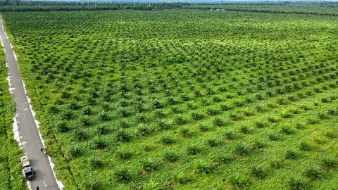 Mengejar Siperibun dan Penyelesaian Sawit Dalam Kawasan Hutan
