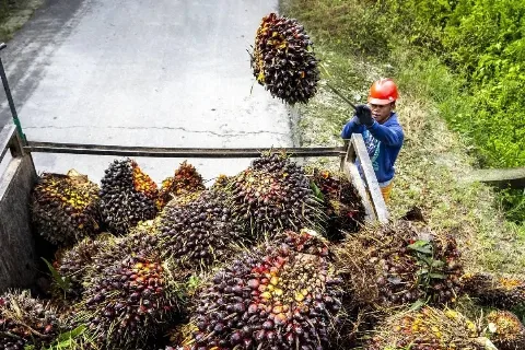 Peneliti di Pusat Studi Sawit IPB University: Model Ekonomi Sirkular Bisa Diterapkan di Industri Kelapa Sawit